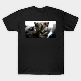 The Most Serious Stare T-Shirt